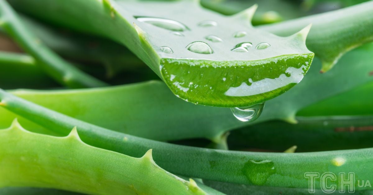 Aloe Vera